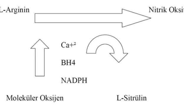 Şekil 2.8. Nitrik oksit sentezi. BH4: Tetrahidrobiyopterin, NADPH: Nikotin adenin
