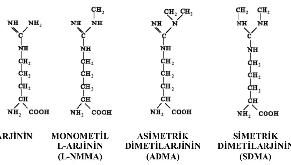 Şekil 5. L-arjinin ve endojen metilarjininler L-NMMA, ADMA ve SDMA’in yapısı 