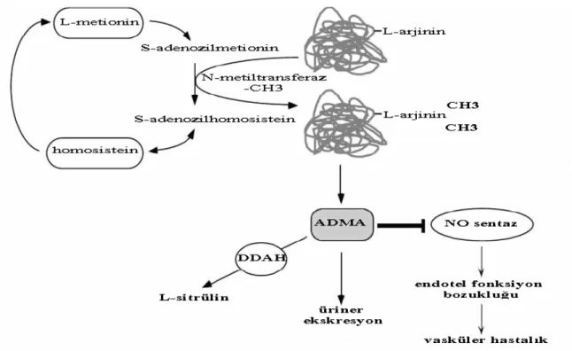 Şekil 7. Asimetrik dimetilarjinin (ADMA) ile ilişkili biyokimyasal yolakların  şematik görünümü