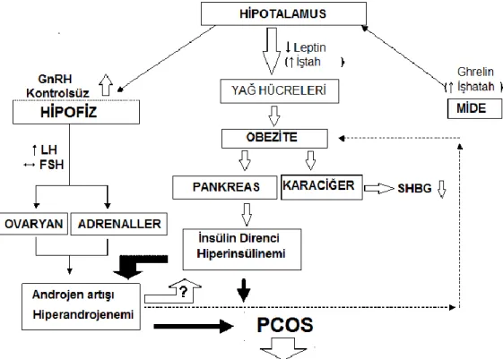 Şekil 2.2. Polikistik over sendromunda insülin direnci ve androjenler arasındaki ilişki 