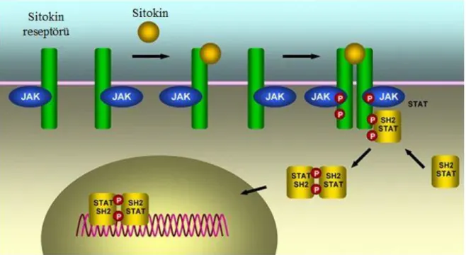 Şekil 2.2. JAK-STAT yolağı ve sinyal iletimi (23)   