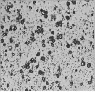 Figure 1. Scanning electron micrograph of calcifying nano-