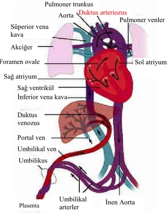 Şekil 2.1.  Fetal dolaşımın şematik gösterimi (28).  