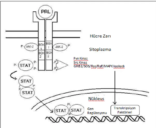 Şekil 2.3 Prolaktin reseptör aktivasyonunun sinyal iletim yolları 