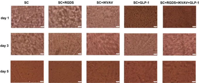 Figure 1. Optical microscope images of rBM-MSCs encapsulated in biofunctional PEG hydrogels