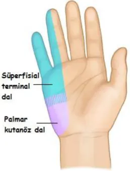 Şekil 4.11. Ulnar Sinir Kutanöz Dalları 