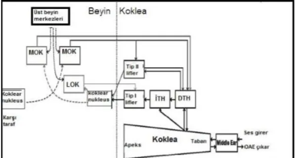 ġekil 1:  Sağ kokleanın bir frekans bölgesinde olivokoklear refleks diyagramı (46)  