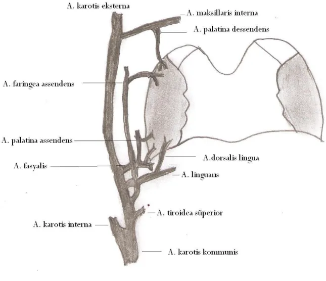 ġekil 1. Palatin tonsil arteryel kanlanması  
