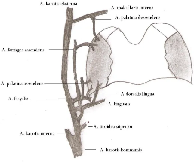 ġekil 1. Palatin tonsil arteryel kanlanması  