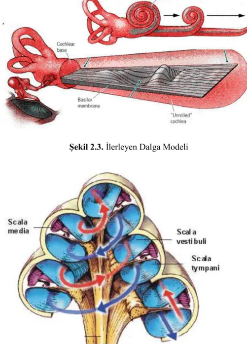 Şekil 2.4. Sesin kokleada ilerleyişi 