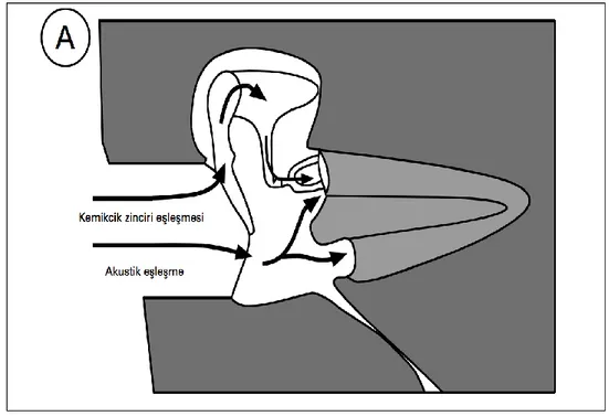 Şekil 2.2. Ses iletiminde rol oynayan iki orta kulak mekanizması  