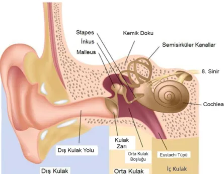 Şekil 1: Orta kulak anatomisi (13)  