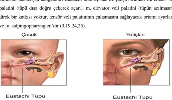 Şekil 3: Eustachi tüpünün çocuk ve yetişkindeki görünümü ve pozisyonu (26)  