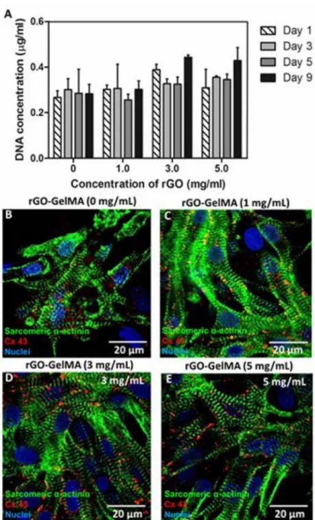 Figure 4. Phenotype of cardiac cells on pristine GelMA and rGO-GelMA hydrogels