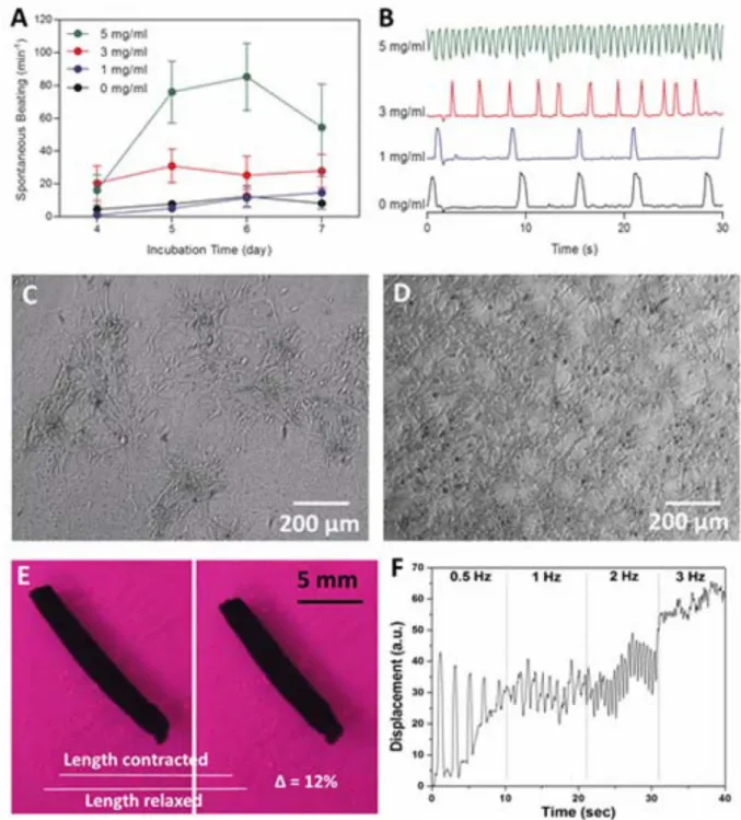 Figure 5. Electrophysiological properties of the engineered cardiac tissues