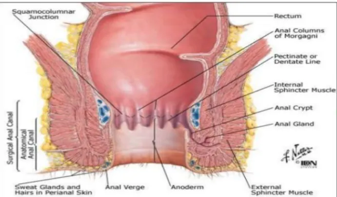 Şekil 2. 2. Rektum anatomisi (3) 