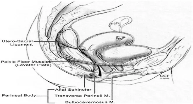 Şekil 2. 4. Perineal membran (Cleveland Clinic Florida, Weston, FL. Copyright ©)  2.2