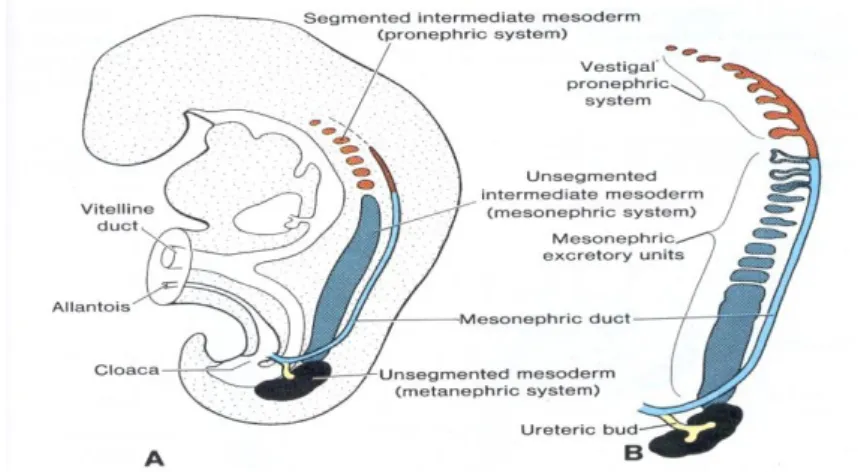 Şekil 2.2.  A. İntermediate mezodermin pronefrik, mezonefrik ve metanefrik sistemlerinin  ilişkisi,  B