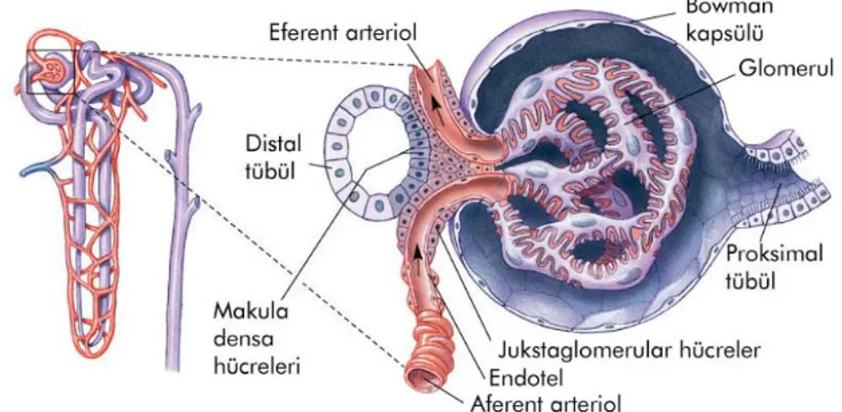 Şekil 2.10. Nefronun yapısı  
