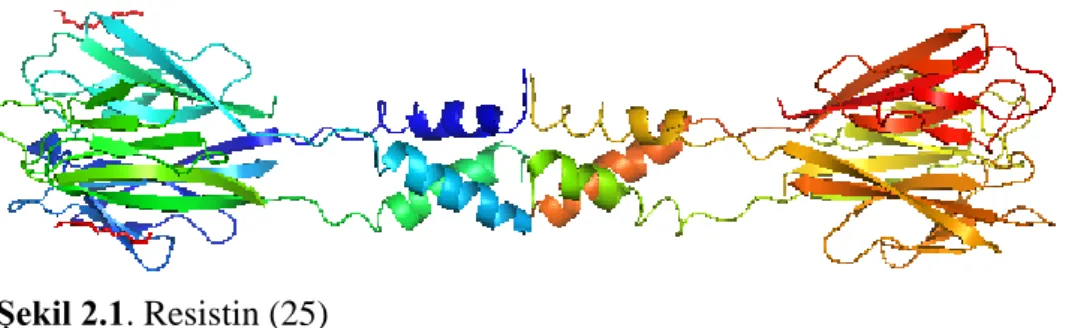 Şekil 2.1. Resistin (25) 