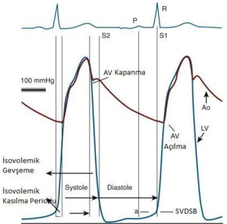 Şekil 2.5. Sol ventrikül kateterizasyonunda basınç eğrisi (57). 