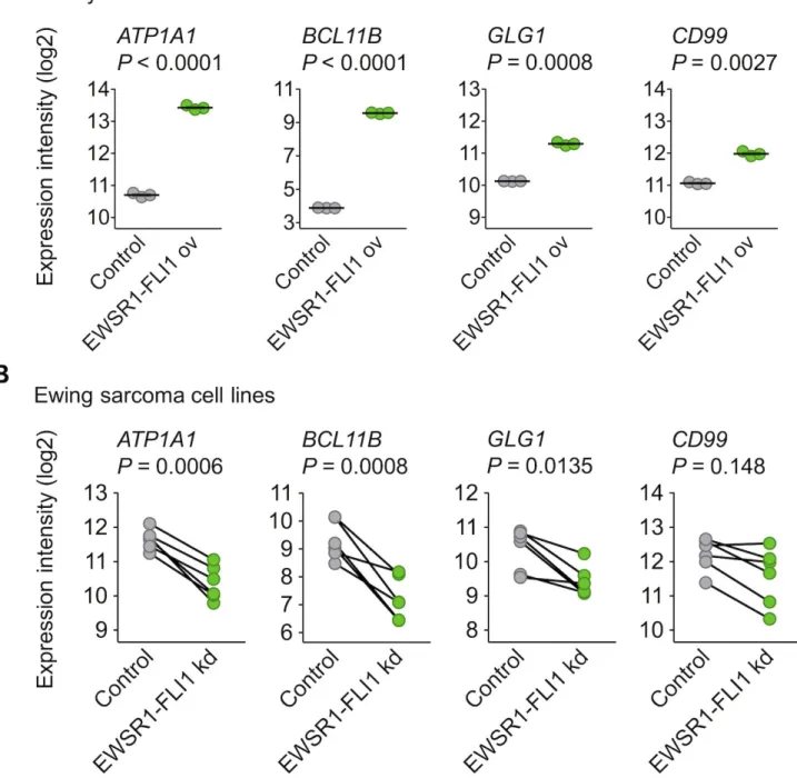 Figure 2: EWSR1-FLI1 is sufficient to induce ATP1A1, BCL11B, and GLG1 expression.  A. Analysis of gene expression 