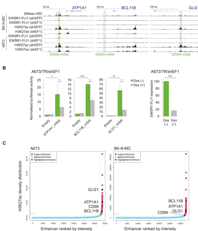 Figure 3: EWSR1-FLI1 binds to GGAA-microsatellites with enhancer activity located close to or within the ATP1A1,  BCL11B, or GLG1 gene