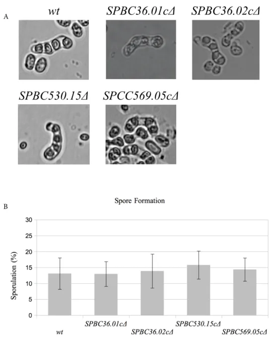 Figure 3. Spore formation in the wild-type (wt), SPBC36.01c∆, SPBC36.02c∆, SPBC530.15c∆, and 