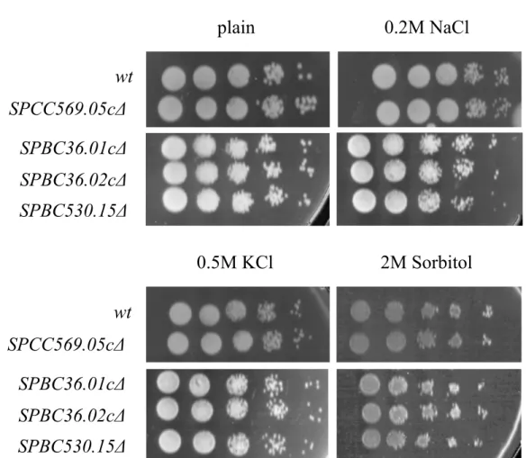 Figure 4. Osmotic stress response of the mutants compared to wild-type cells (wt), under different  concentrations of 0.2 M NaCl, 0.5 M KCl, and 2 M sorbitol.