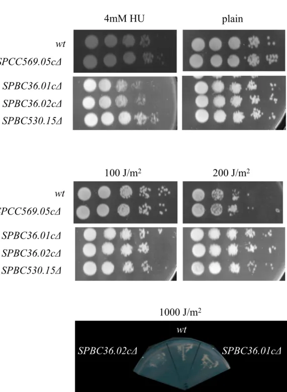 Figure 5. DNA damage response of the mutants compared to wild-type (wt) cells upon (A) hydroxyurea  administration and (B) different exposures of UV irradiation.