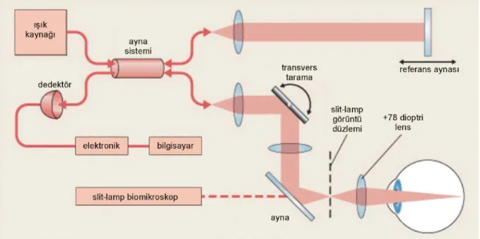 Şekil 0.2 OKT’nin şematik yapısı  
