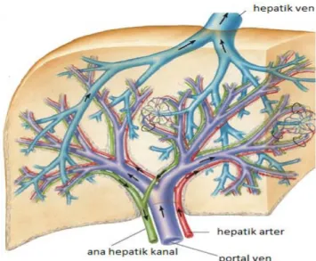 Şekil 2.2. Karaciğerin vasküler dallanması (Netter’ s Atlas of Human Anatomy.1196 sayfa:273) 