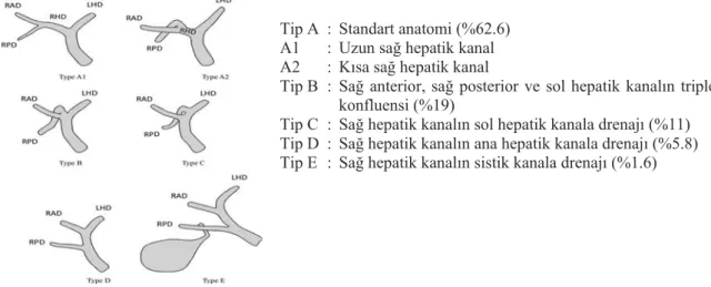 Şekil 2.6.  Huang’ a göre safra yolu varyasyonları (Blumgart’ s Surgery of the Liver, Biliary Tract and 