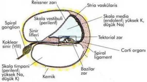 Şekil 11. Koklea’dan bir kesit ve Reissner Membrane 