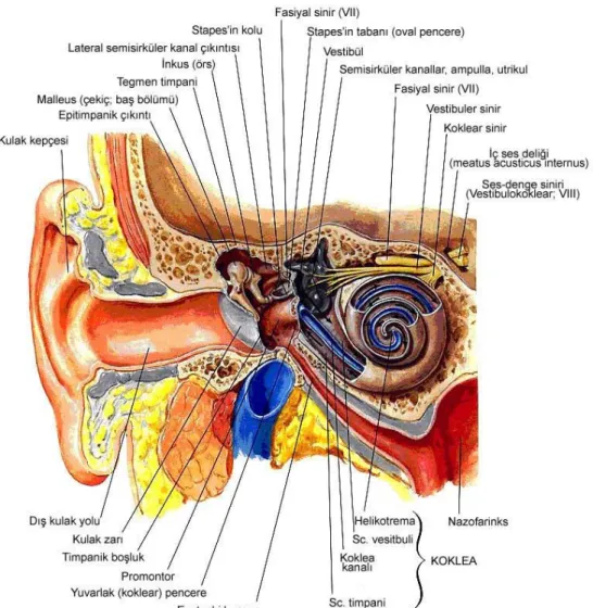 Şekil 1.  Kulağının Anatomik Yapısı (9). 