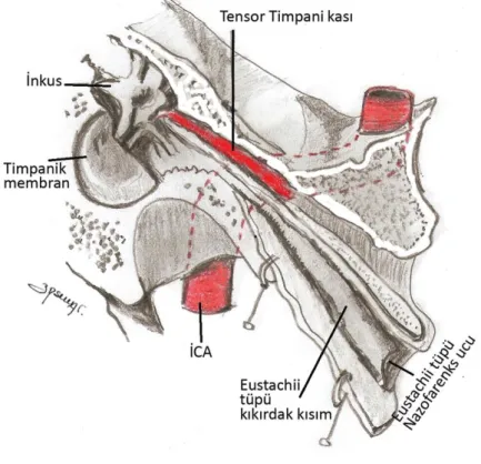 Şekil 4.  Eustachii Tüpü (47). 