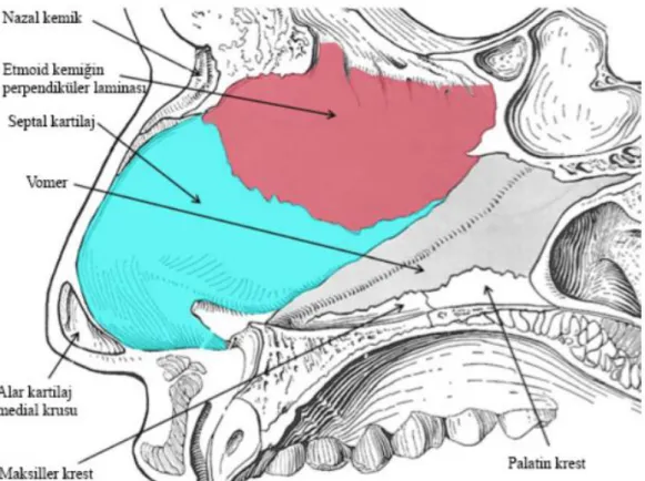 Şekil 7. Nazal septum anatomisi (42). 