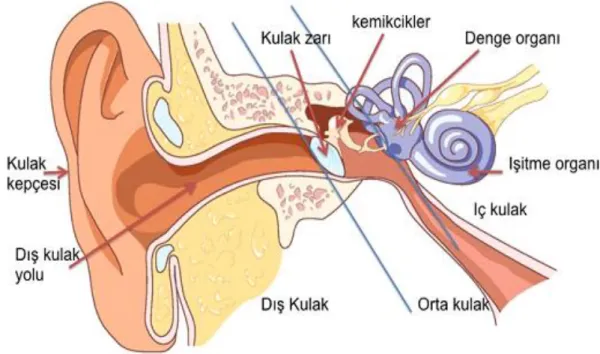 ġekil 1: Kulağın Anatomisi (6) 