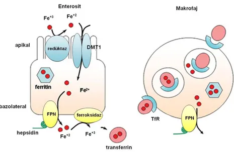 Şekil 2.2. Enterosit ve makrofajda demir hemostazı ve regülasyonu. 
