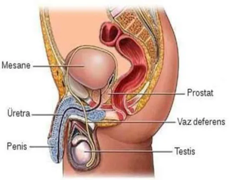 Şekil 1. Prostat anatomisi  