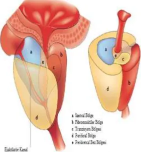 Şekil 2. Prostatın zonal anatomisi  