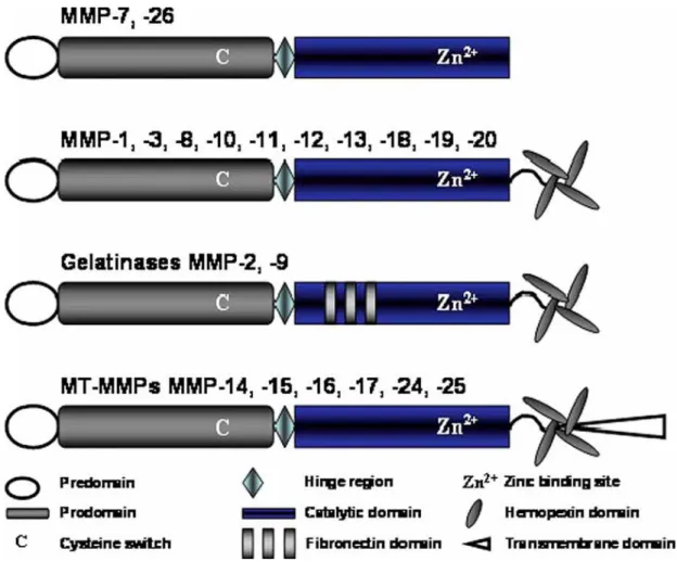 ġekil 2.2 MMP‟lerin molekül yapısı 