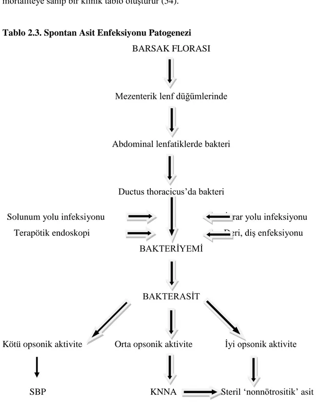 Tablo 2.3. Spontan Asit Enfeksiyonu Patogenezi  BARSAK FLORASI 