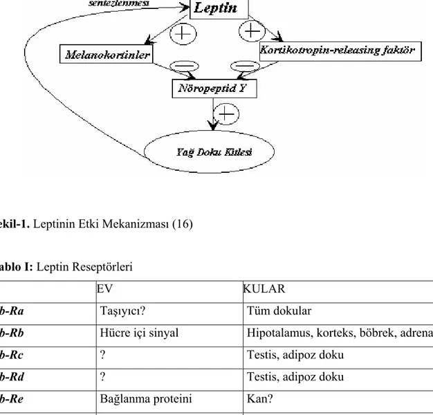 Tablo I: Leptin Reseptörleri 