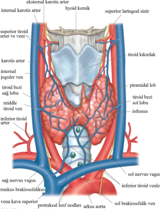 Şekil 1. Tiroid bezinin anatomisi 