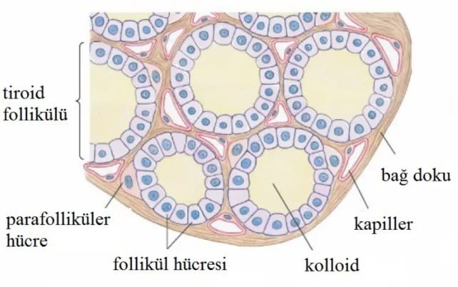 Şekil 2. Tiroid bezinin histolojisi 