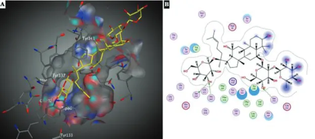 Figure 5: Docking interactions of ginsenoside Rg1 on AChE (A) 3D (B) 2D representation.Figure 4: Docking interactions of ginsenoside Re on AChE (A) 3D (B) 2D representation.