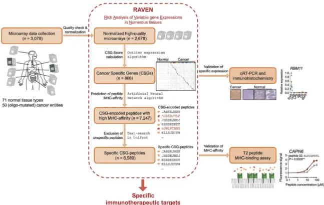 Figure 1. Schematic illustration of the assembly, quality-check, and normalization of gene expression data as well as tasks executed by RAVEN.