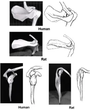 Şekil 2-6: Posterosuperior ve lateral görünüşten insan ve sıçan omuz bölgesi kemik  anatomi benzerliği[85] 