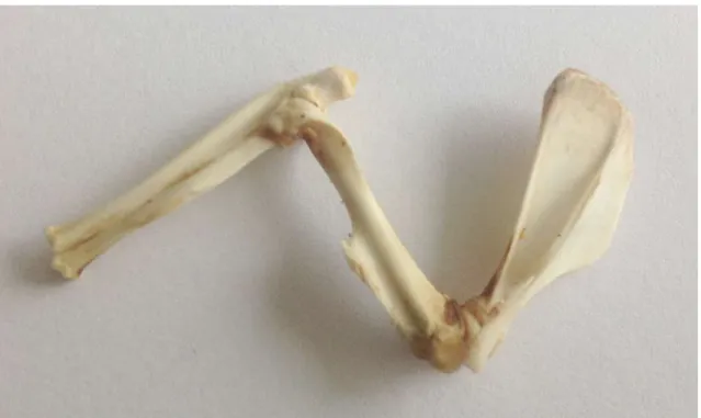 Şekil 2-8: Sıçan sağ üst ekstremite kemikleri dorsal görünüş[87] 